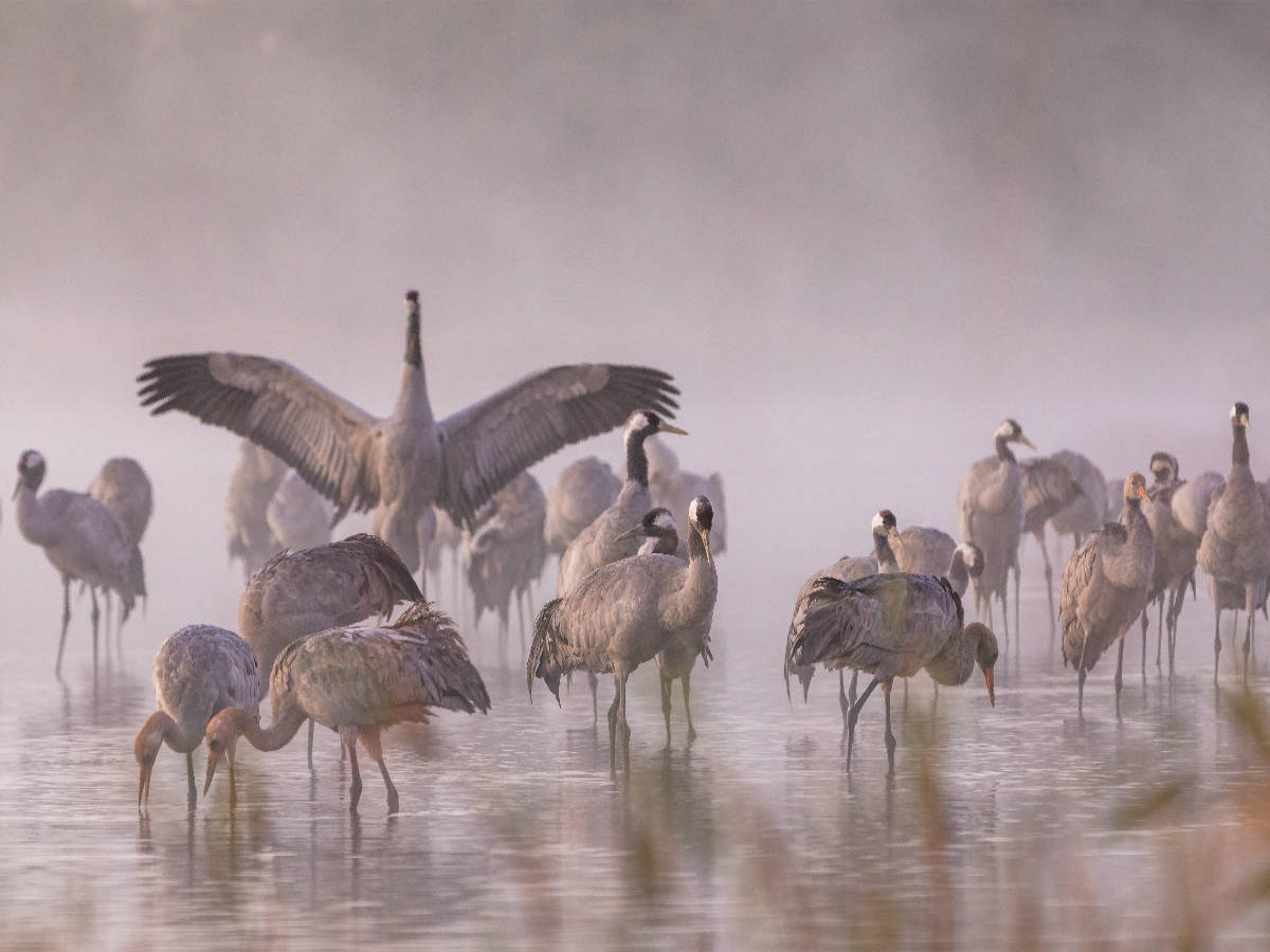Ein Motiv aus dem Kalender Kraniche am Schlafplatz - im Naturparadies der Mecklenburgischen Seenplatte