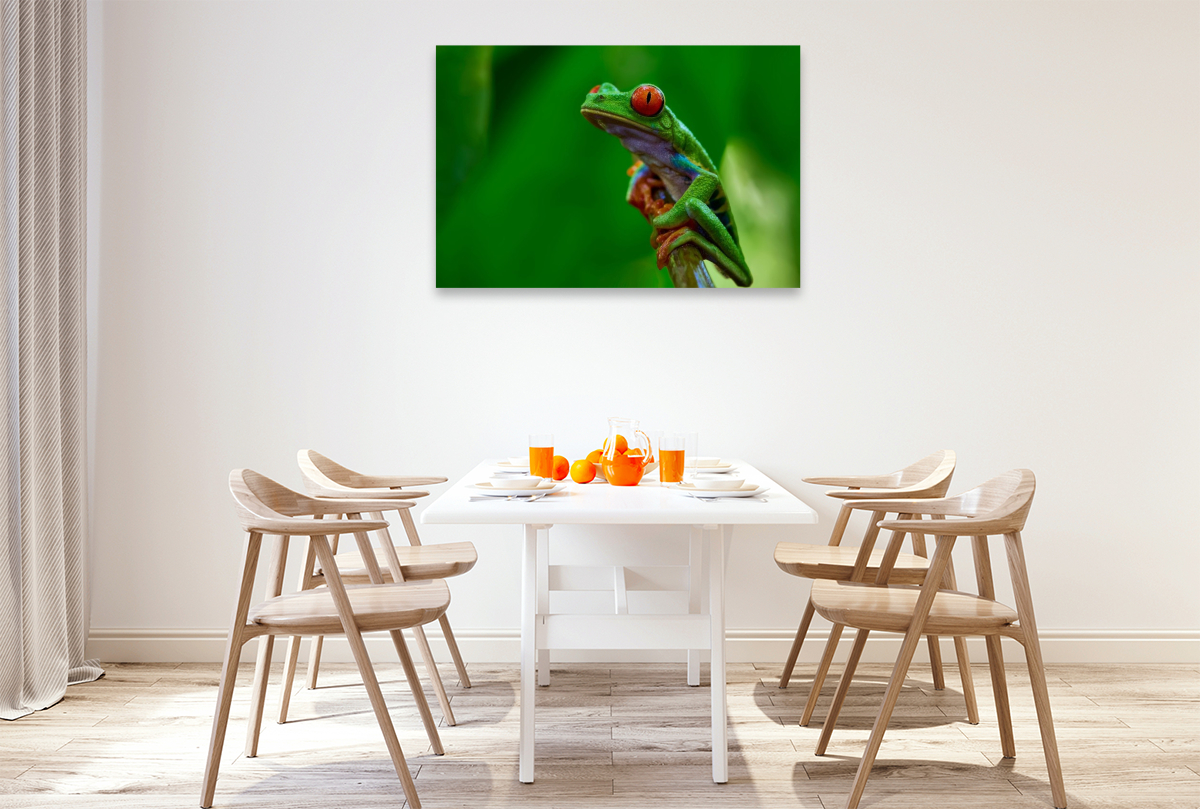 Costa Rica - Rotaugenlaubfrosch