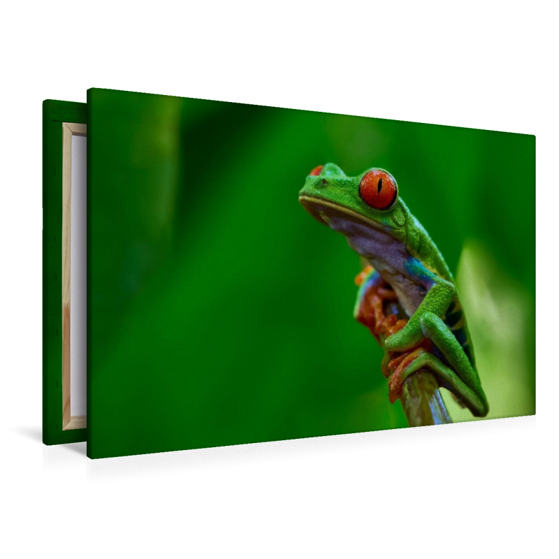 Costa Rica - Rotaugenlaubfrosch