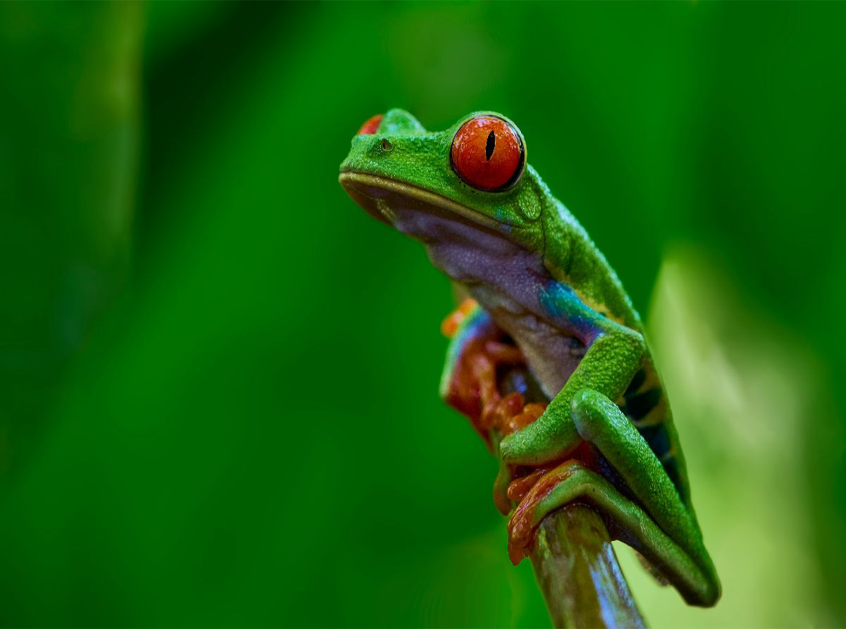 Costa Rica - Rotaugenlaubfrosch