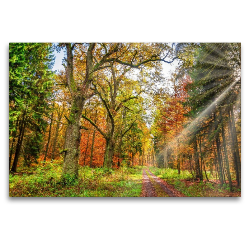 Märchenhafter Wald mit knorrigen Eichen im Herbstlicht lädt zum Wandern ein, Hessen Deutschland