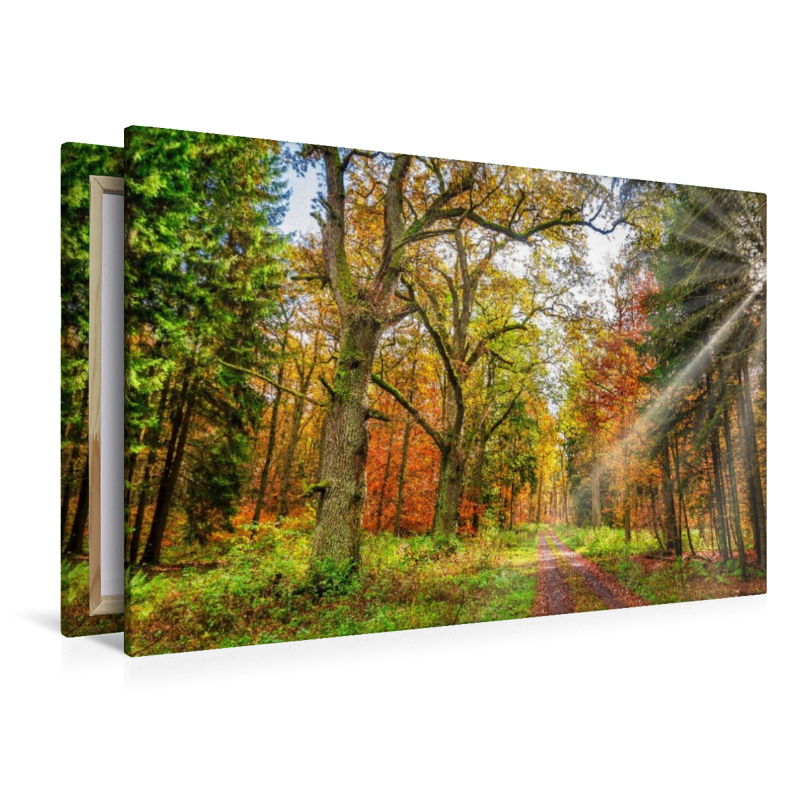 Märchenhafter Wald mit knorrigen Eichen im Herbstlicht lädt zum Wandern ein, Hessen Deutschland