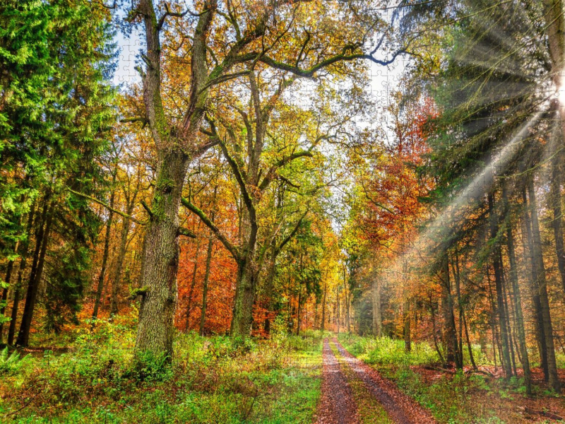 Märchenhafter Wald mit knorrigen Eichen im Herbstlicht lädt zum Wandern ein, Hessen Deutschland