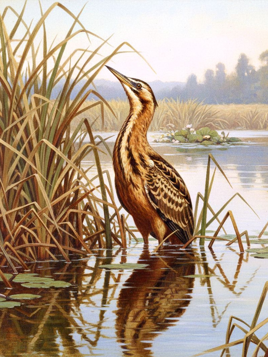 Rohrdommel - seltener Vogel als Gemälde