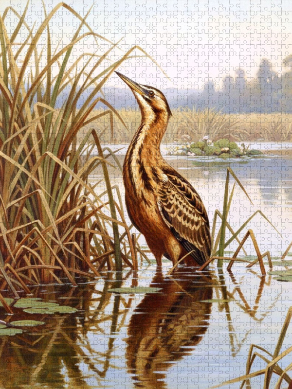 Rohrdommel - seltener Vogel als Gemälde