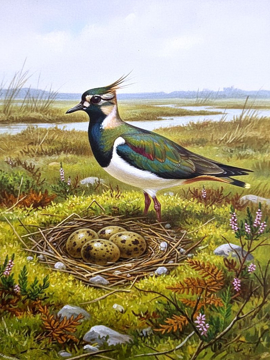 Kiebitz - seltener Vogel als Gemälde
