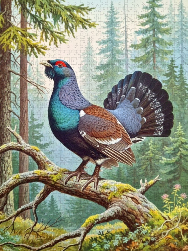 Auerhahn - seltener Vogel als Gemälde