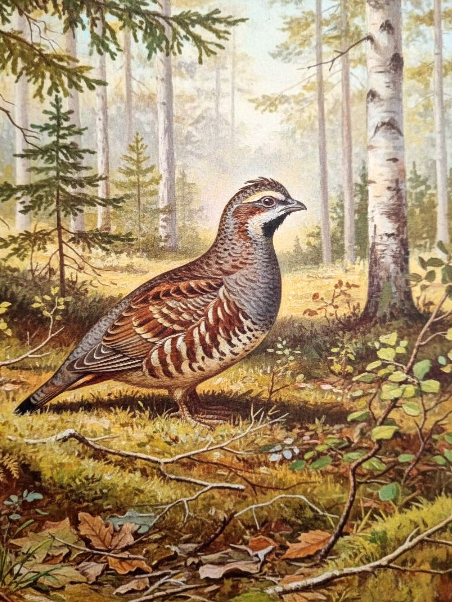 Birkhuhn - seltener Vogel als Gemälde