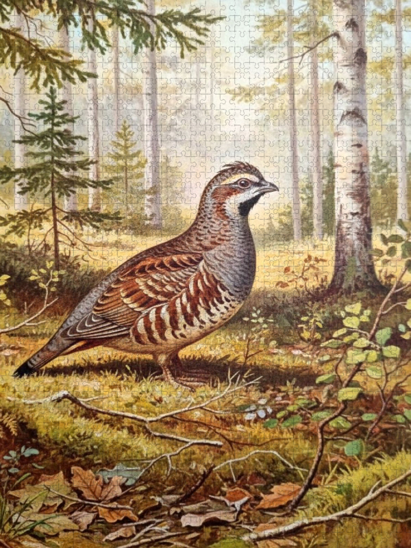 Birkhuhn - seltener Vogel als Gemälde