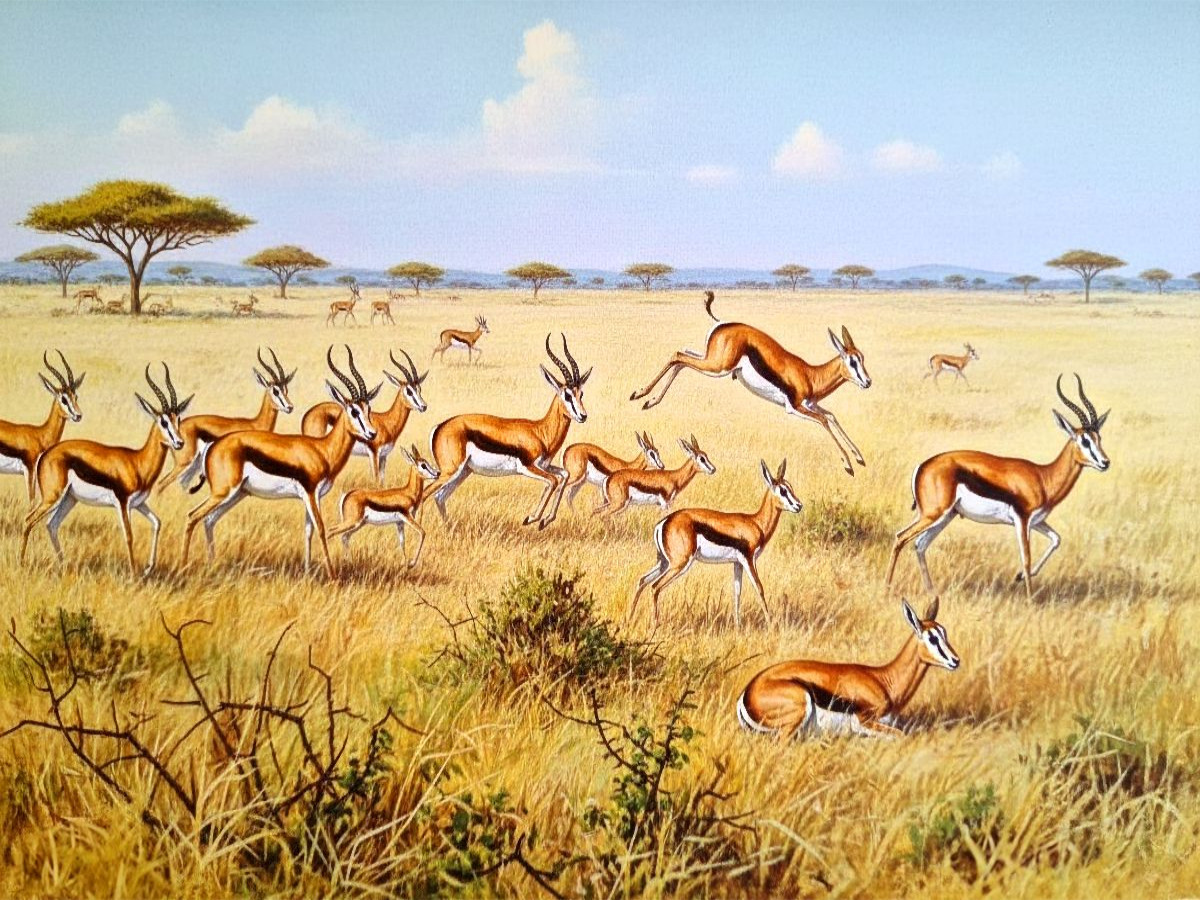 Springböcke mit Jungtieren als Gemälde