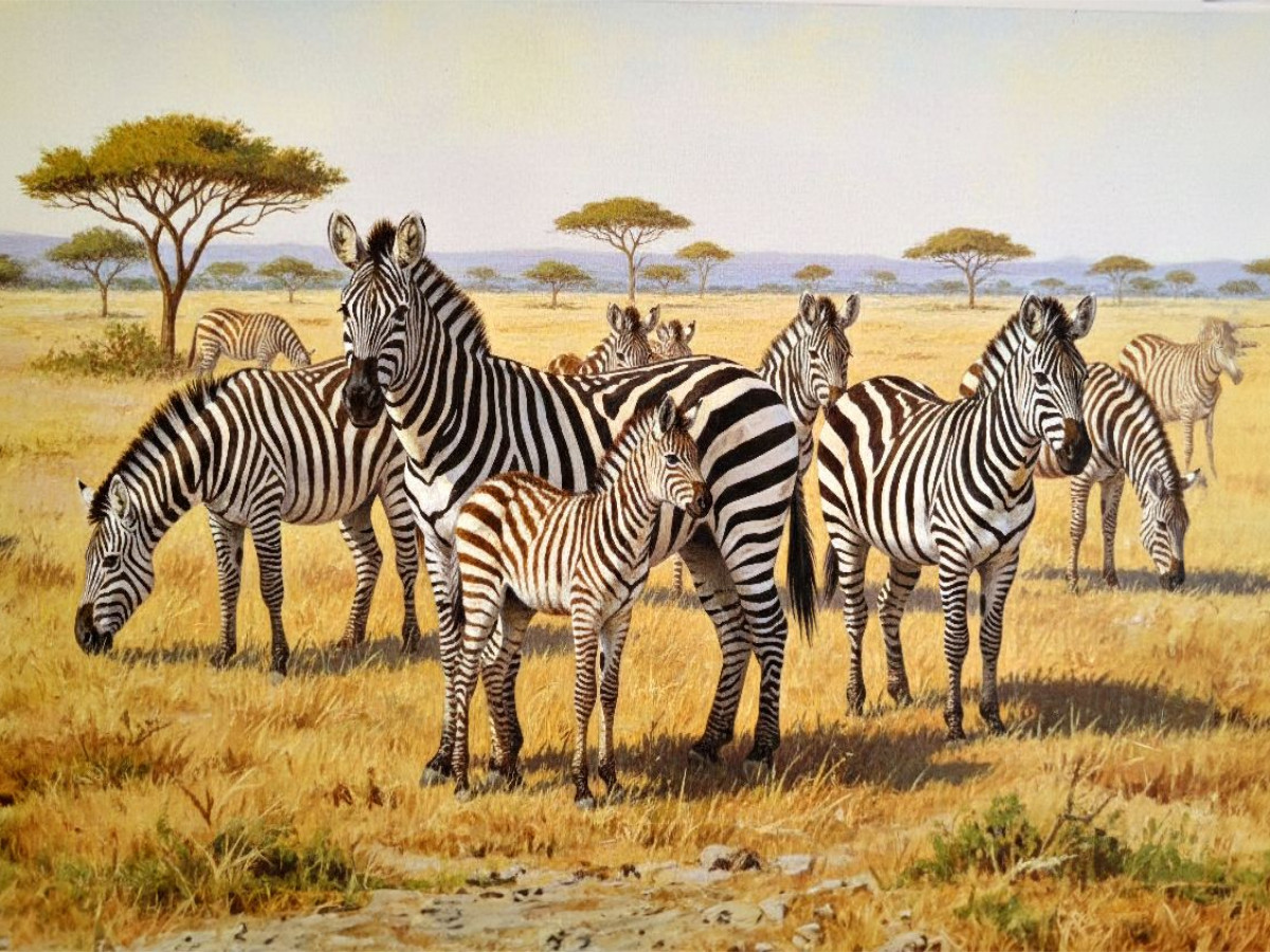 Gemälde einer Herde Zebras mit Nachwuchs