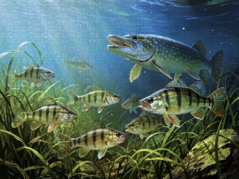 Barsche im See – wo jeder Wurf zum Abenteuer wird.