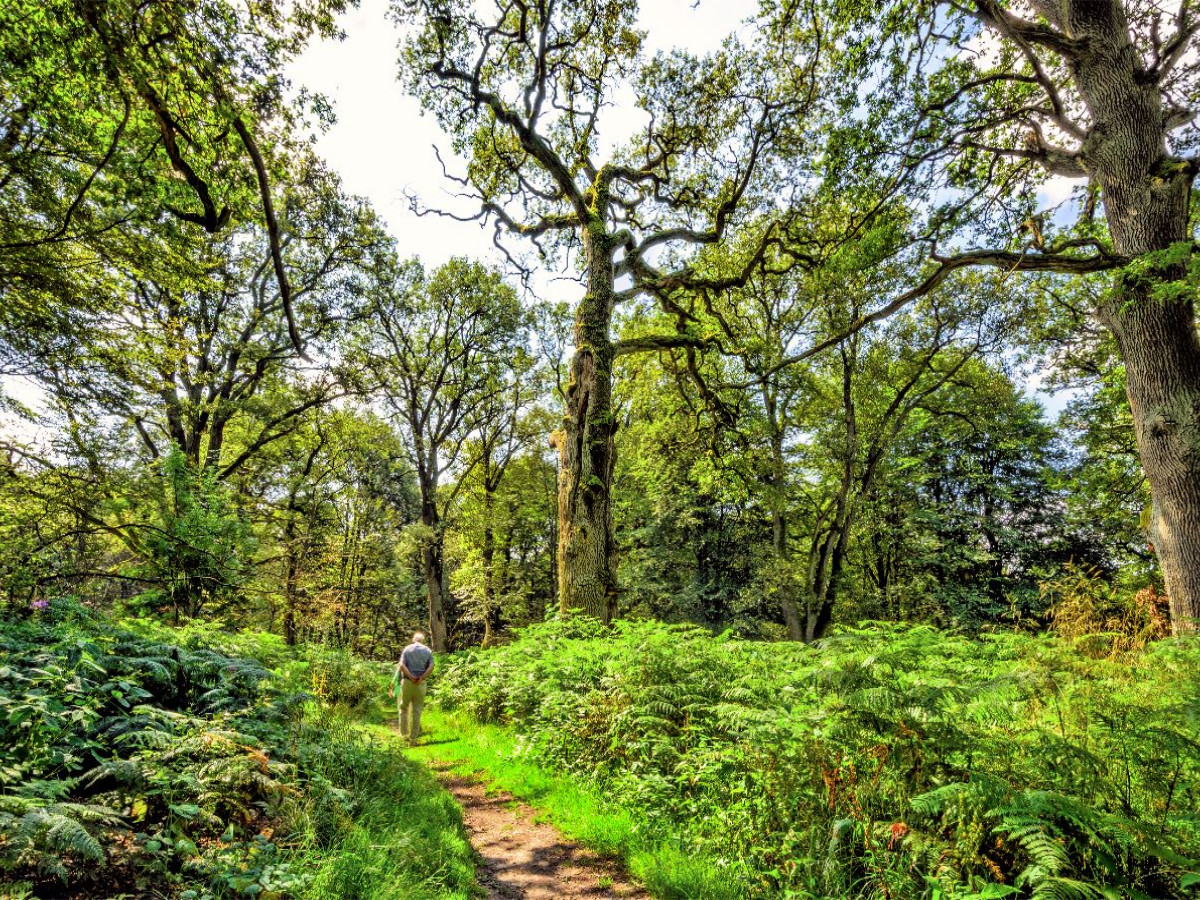Unterwegs im Urwald Sababurg zwischen Farnen und bizarren Baumveteranen, Hessen, Deutschland