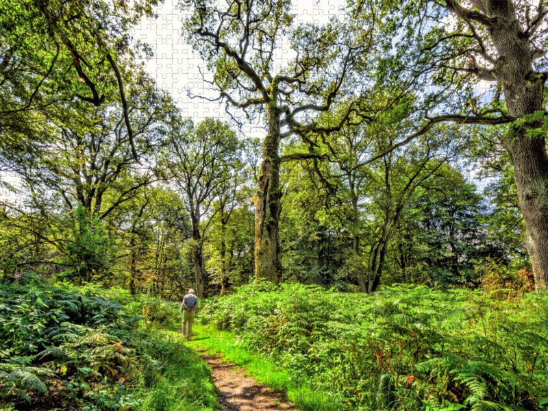 Unterwegs im Urwald Sababurg zwischen Farnen und bizarren Baumveteranen, Hessen, Deutschland