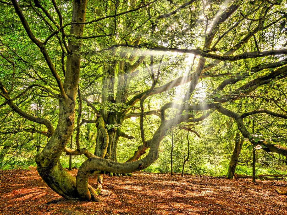Skurrile Buchen im Urwald Sababurg, Hessen, Deutschland