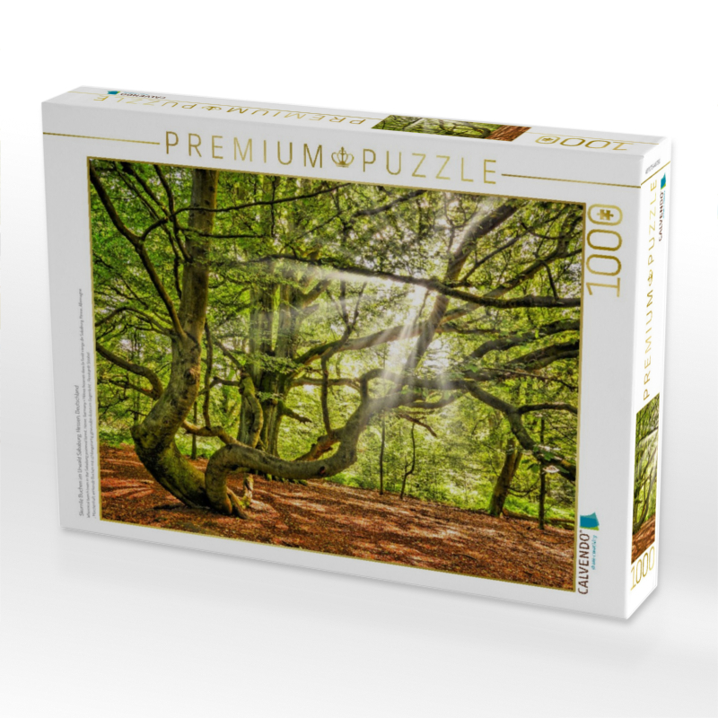 Skurrile Buchen im Urwald Sababurg, Hessen, Deutschland