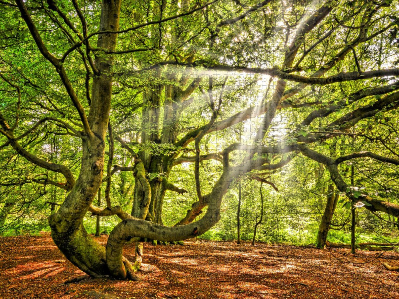 Skurrile Buchen im Urwald Sababurg, Hessen, Deutschland