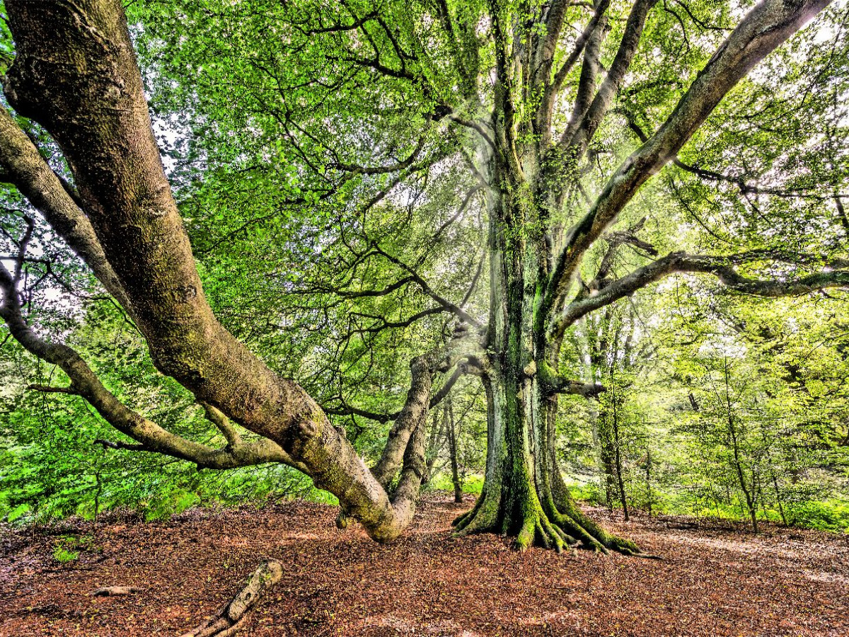 Alte Buche im Urwald Sababurg, Hessen, Deutschland