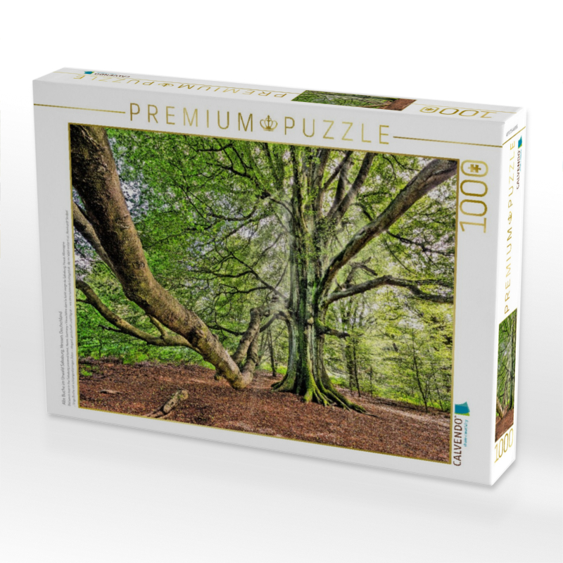 Alte Buche im Urwald Sababurg, Hessen, Deutschland