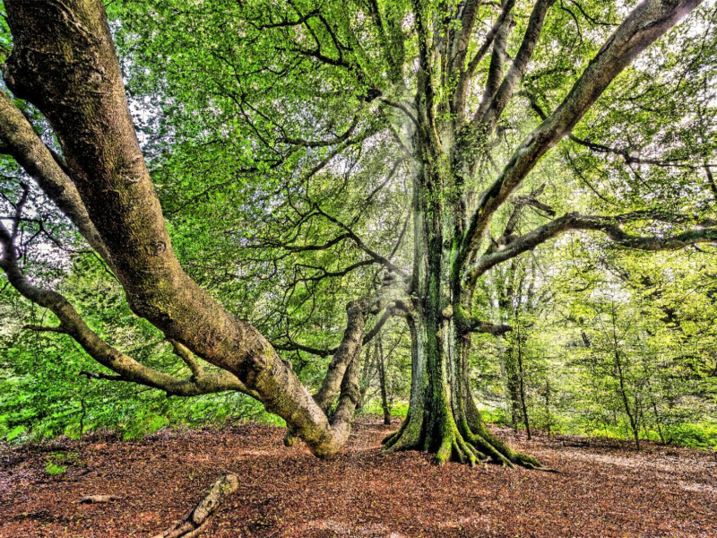 Alte Buche im Urwald Sababurg, Hessen, Deutschland