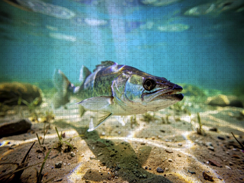 Zander im See – natürlich besser.