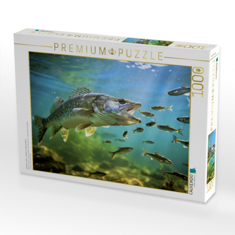 Zander im See – einfach unwiderstehlich.