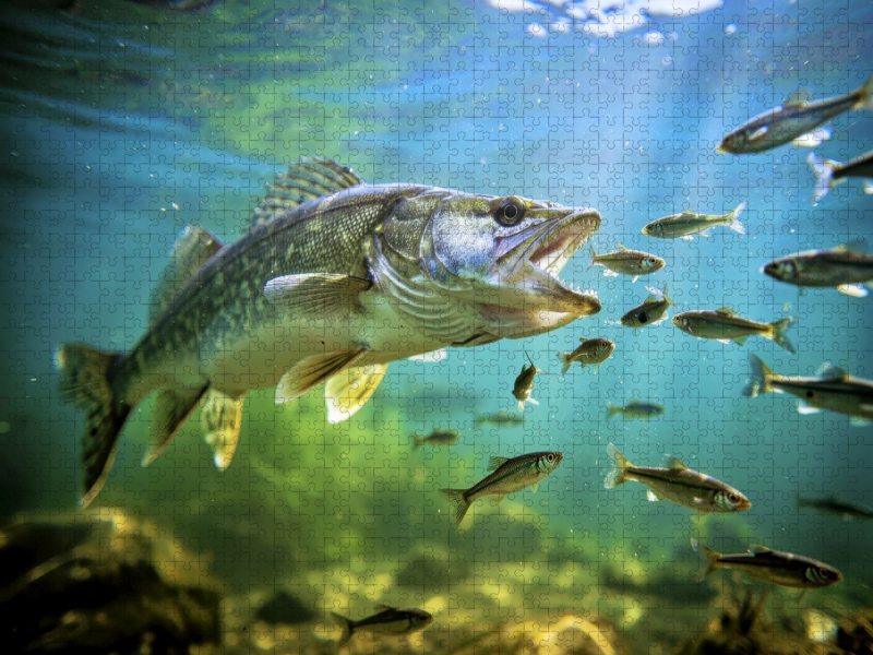 Zander im See – einfach unwiderstehlich.