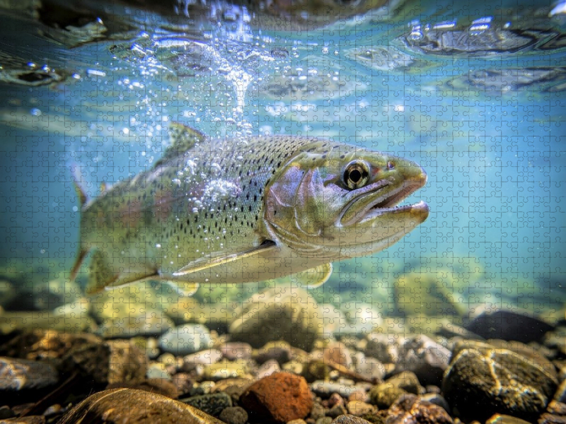 Geboren im Strom, gewachsen in Klarheit.
