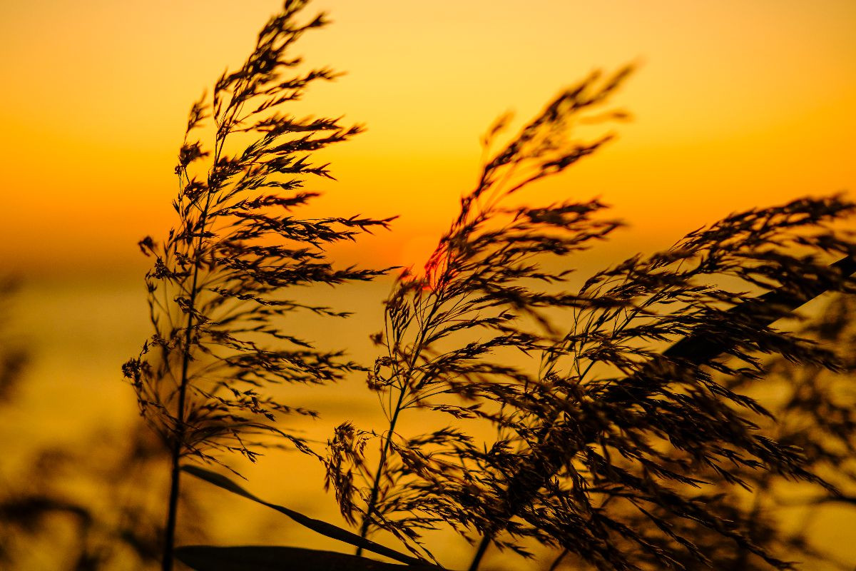 Impressionen am Strand bei Schaprode