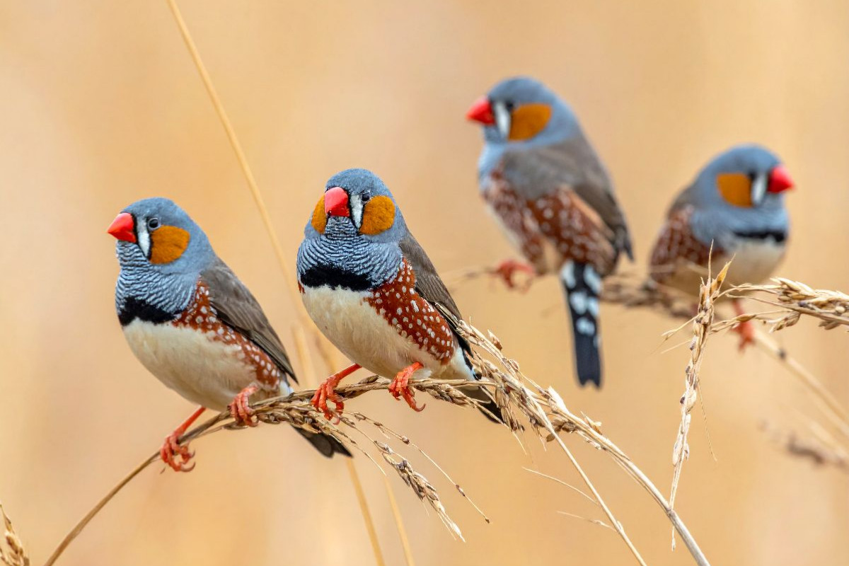 Zebrafinken im Grasland