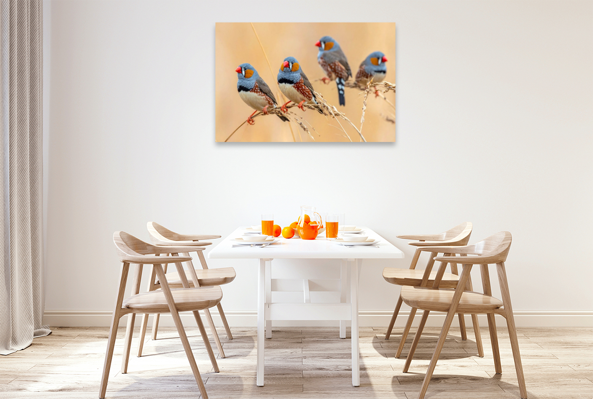 Zebrafinken im Grasland