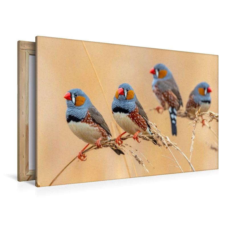 Zebrafinken im Grasland