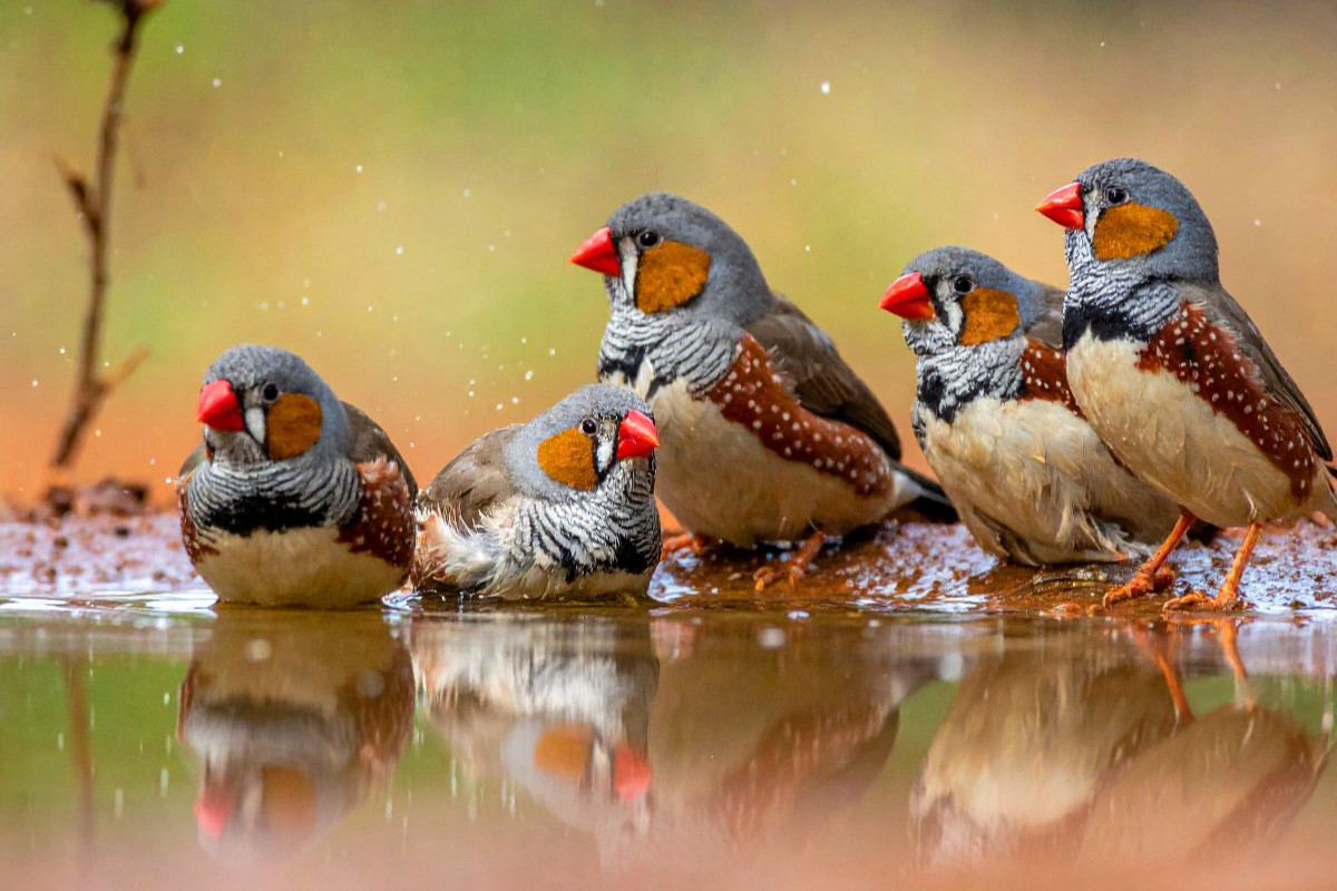 Treffpunkt Wasserloch - Zebrafinken beim Bad