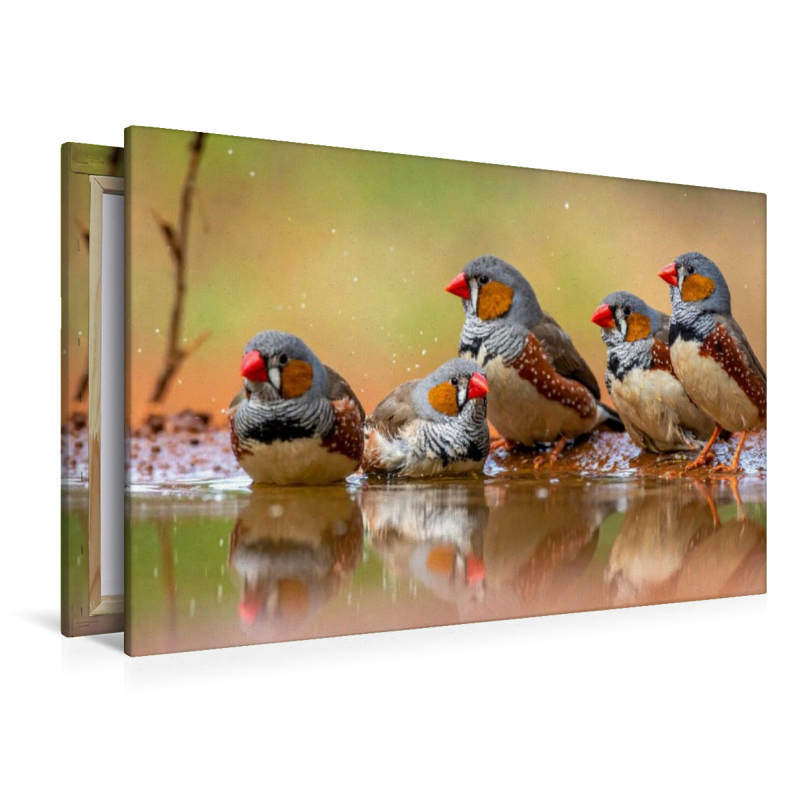 Treffpunkt Wasserloch - Zebrafinken beim Bad