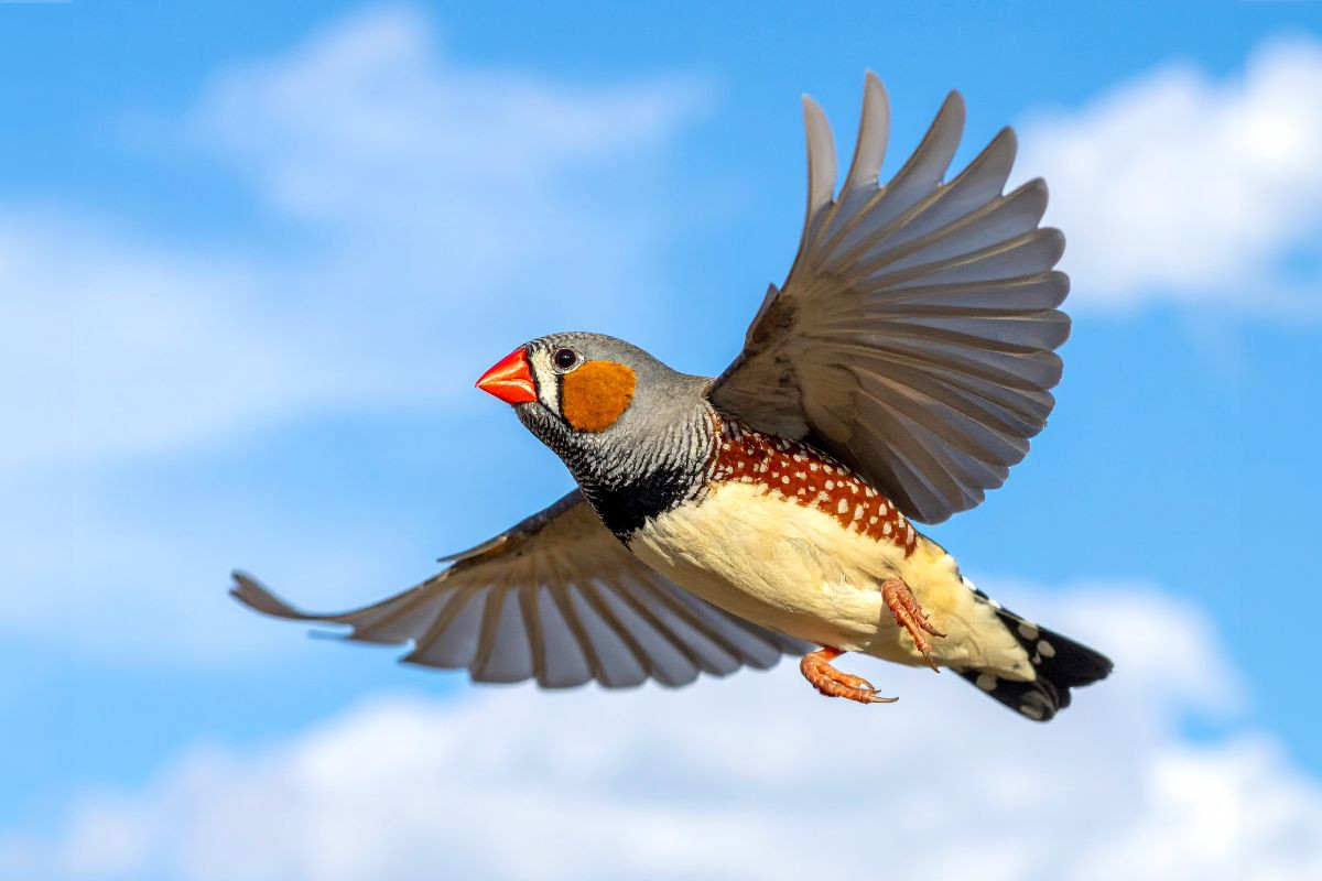 Im Flug vor den Wolken - Zebrafink