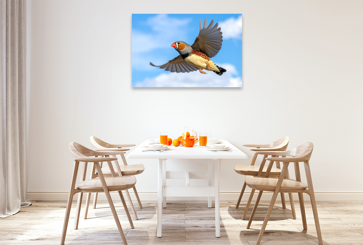 Im Flug vor den Wolken - Zebrafink