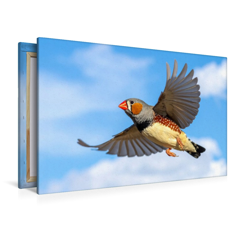 Im Flug vor den Wolken - Zebrafink