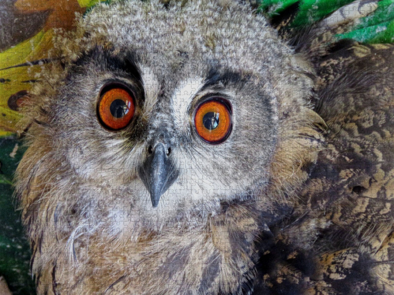 Junguhu - Tierarztpraxis Weidenhausen