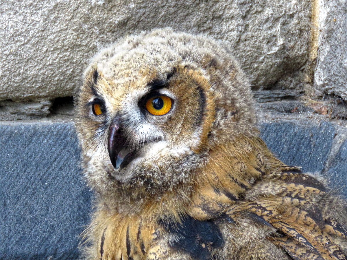 Junguhu - Kassel-Lutherturm