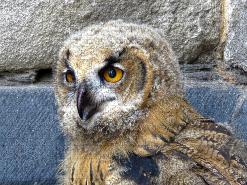 Junguhu - Kassel-Lutherturm