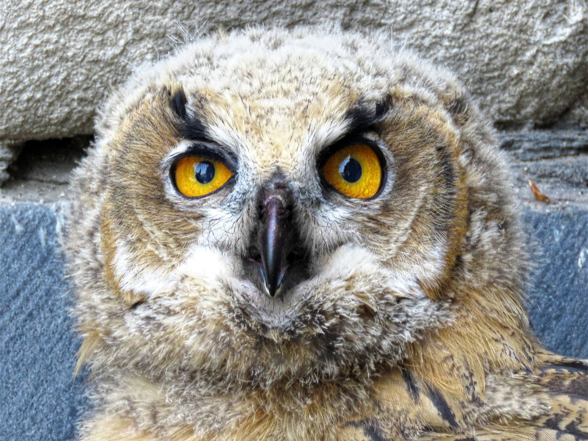 Junger Uhu - Kassel-Lutherturm