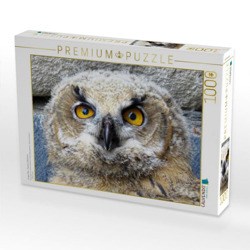 Junger Uhu - Kassel-Lutherturm