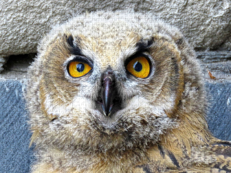 Junger Uhu - Kassel-Lutherturm