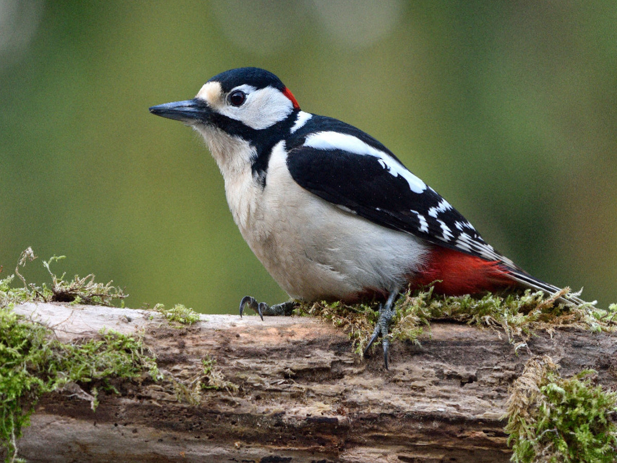 Buntspecht / Dendrocopos major / Great Spotted Woodpecker