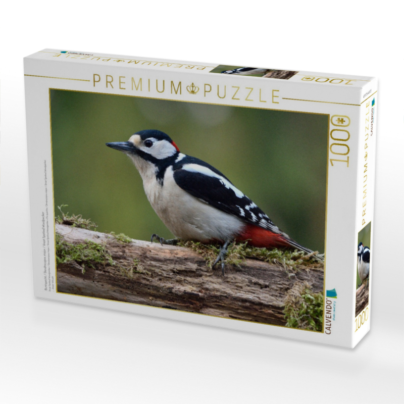 Buntspecht / Dendrocopos major / Great Spotted Woodpecker