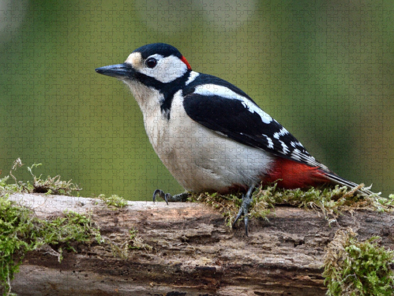Buntspecht / Dendrocopos major / Great Spotted Woodpecker