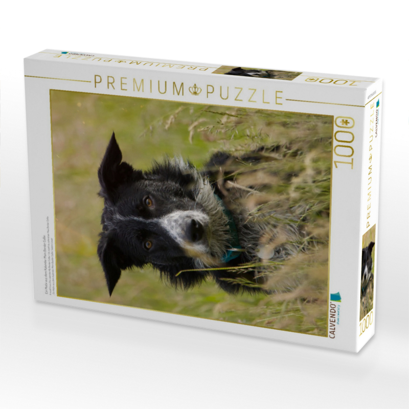 Ein Motiv aus dem Kalender Mein Border Collie