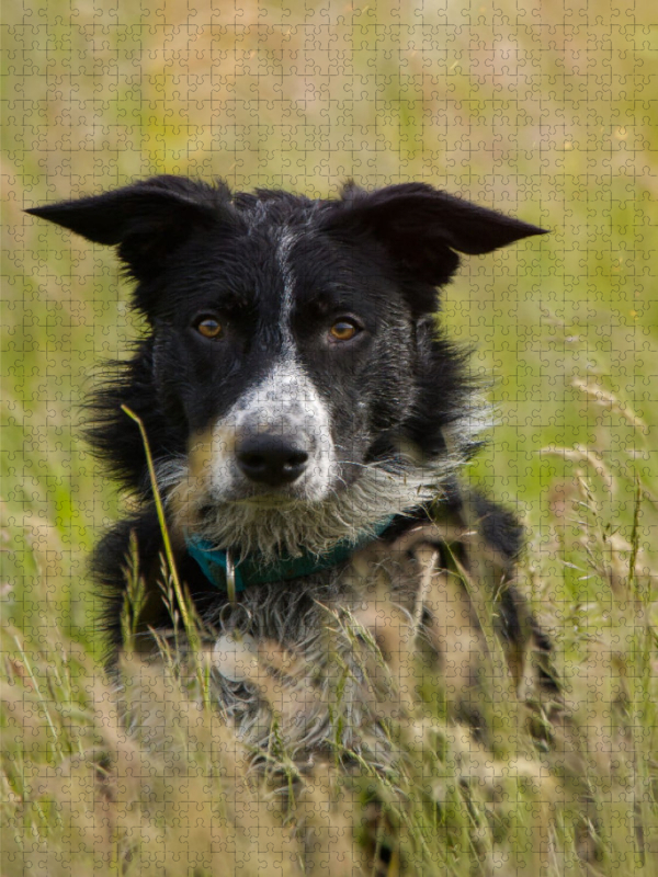 Ein Motiv aus dem Kalender Mein Border Collie