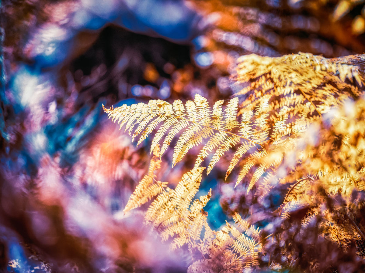 Ein Motiv aus dem Kalender Farne vom Licht umtanzt