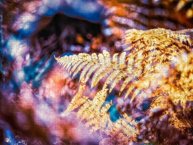 Ein Motiv aus dem Kalender Farne vom Licht umtanzt